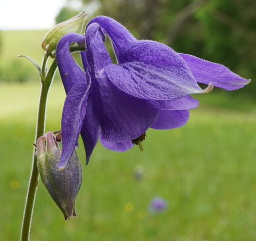 Aquilegia nigricans, photograph 3