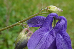 Aquilegia nigricans, photograph (c) Patrick Hacker, some rights reserved (CC BY)