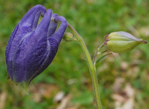 Aquilegia nigricans, photograph 5