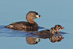 Pied-Billed Grebe photo 6