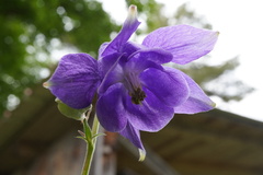 Aquilegia nigricans, photograph (c) Patrick Hacker, some rights reserved (CC BY)