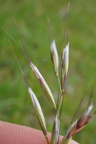 Avenula pubescens, photograph 4