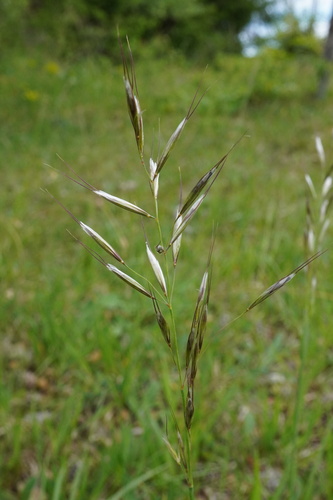 Avenula pubescens, photograph 3