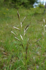 Avenula pubescens, photograph Patrick Hacker, CC BY, iNaturalist via GBIF