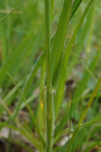 Avenula pubescens, photograph 5