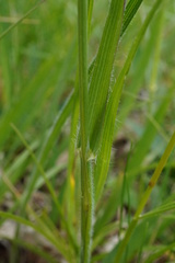 Avenula pubescens, photograph Patrick Hacker, CC BY, iNaturalist via GBIF