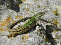 Italian Wall Lizard photo 5