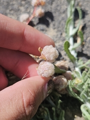 (c) Marco Iboshi, some rights reserved (CC BY) Trifolium tomentosum, photograph (c) Marco Iboshi, some rights reserved (CC BY)