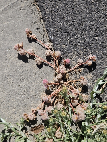 Trifolium tomentosum, photograph 5
