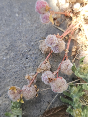 Trifolium tomentosum, photograph 6