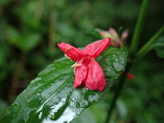 Ruellia coccinea