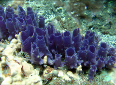 Callyspongia schulzei