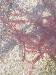 Cumathamnion decipiens