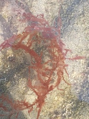 Cumathamnion decipiens