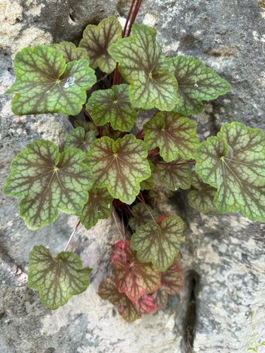 Heuchera longiflora, photograph 3