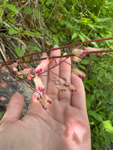 Heuchera longiflora, photograph 2