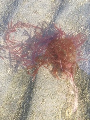 Cumathamnion decipiens