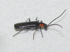 Rhagonycha lineola