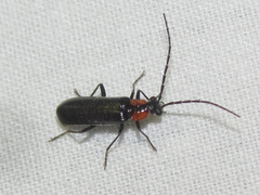 Rhagonycha lineola
