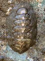 Acanthochitonina