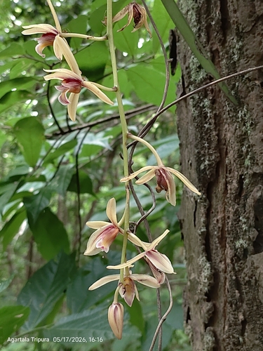 Aloe-leaved Cymbidium