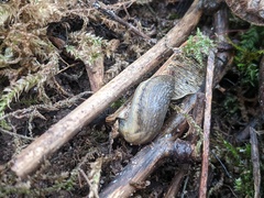 Arion fasciatus