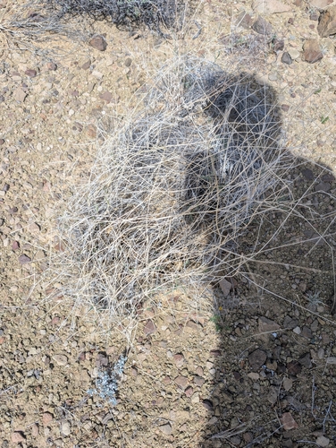 mesa dropseed