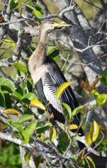 Anhinga anhinga leucogaster
