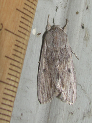 Spodoptera albula