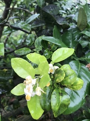 Citrus × aurantiifolia