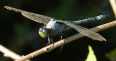 Erythemis simplicicollis