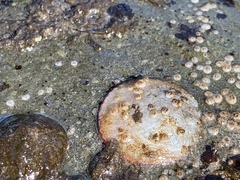Crepipatella lingulata