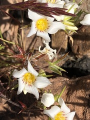 Linanthus demissus