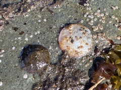 Crepipatella lingulata