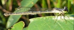 Ischnura posita