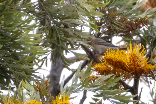 Passerina amoena observed 2026-05-09