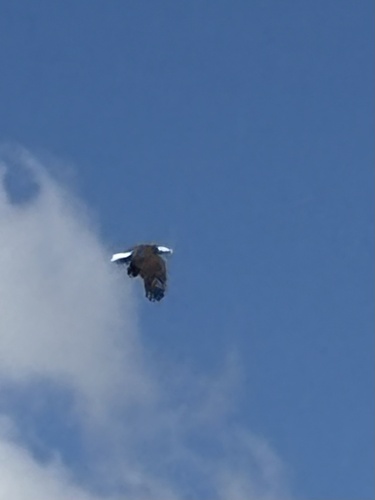 Bald Eagle