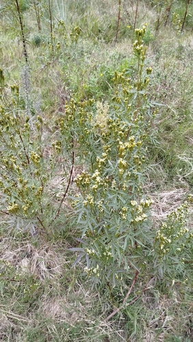 wild marigold