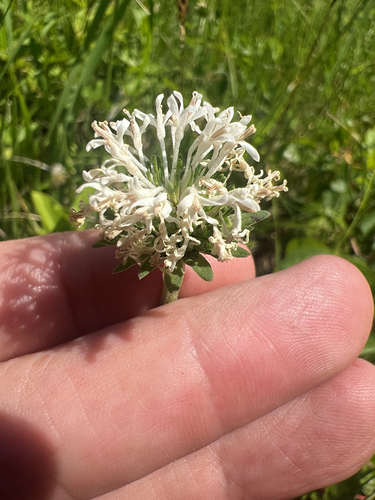 Marshallia obovata, photograph 2