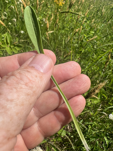 Marshallia obovata, photograph 3