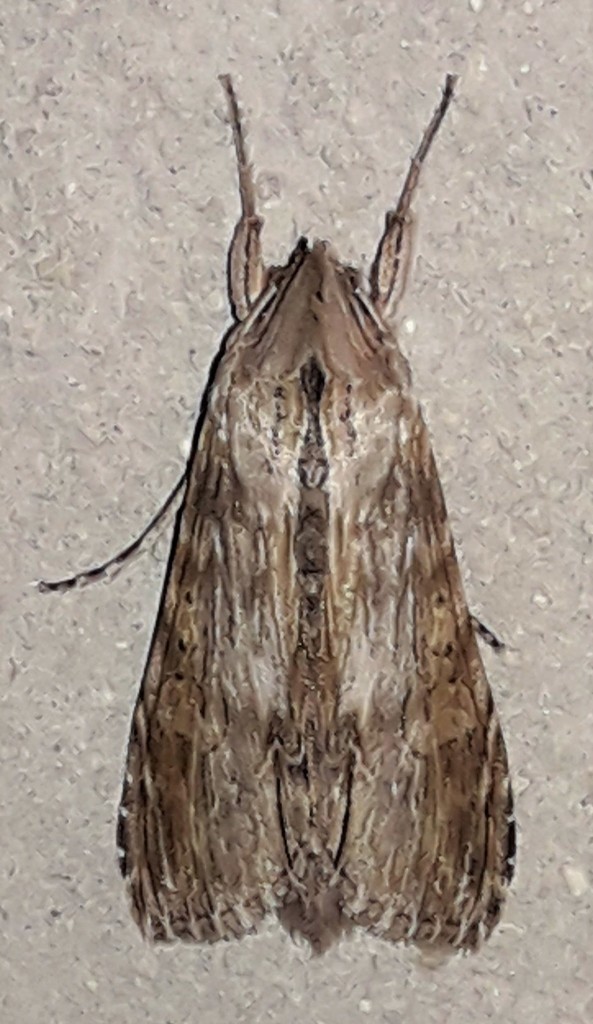 Cucullia costaricensis