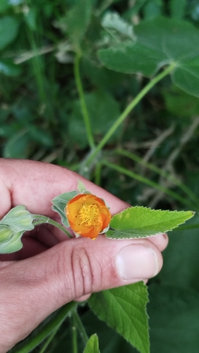 hairy abutilon