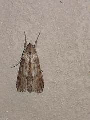 Cucullia costaricensis