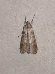 Cucullia costaricensis