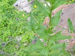Cynoglossum microglochin