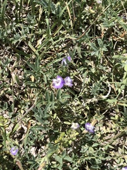 Astragalus nuttallianus austrinus
