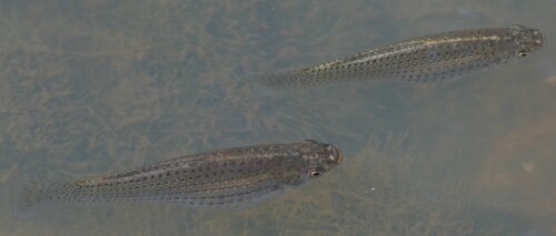 Molly Sailfin