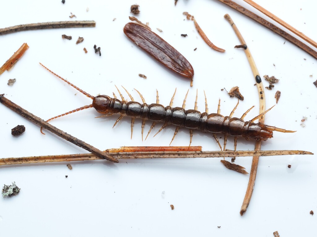 Lithobiidae from Ashburnham, MA, USA on May 17, 2026 at 11:32 AM by ...