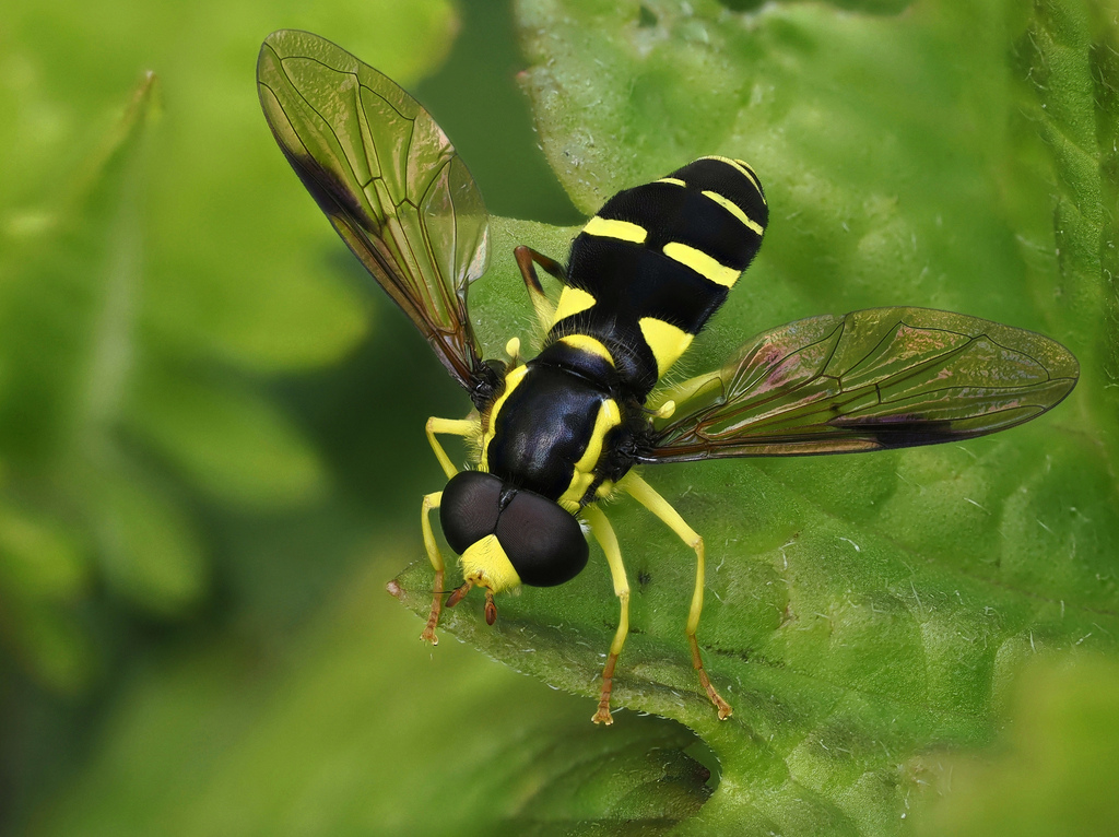 Philhelius pedissequum