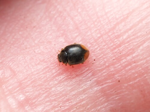 Fraternal Lady Beetle